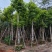 供应白玉兰4～20公分基地直销欢迎老板来电咨询合作
