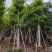 供应白玉兰4～20公分基地直销欢迎老板来电咨询合作