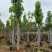 供应白玉兰4～20公分基地直销欢迎老板来电咨询合作