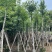 枫香树8～15公分基地直销规格齐全欢迎老板来电咨询