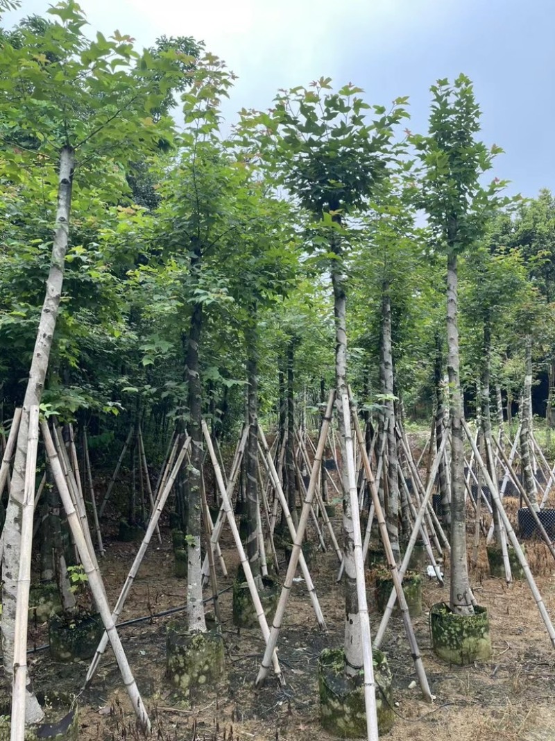 枫香树8～15公分基地直销规格齐全欢迎老板来电咨询