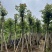 枫香树8～15公分基地直销规格齐全欢迎老板来电咨询