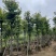 枫香树8～15公分基地直销规格齐全欢迎老板来电咨询