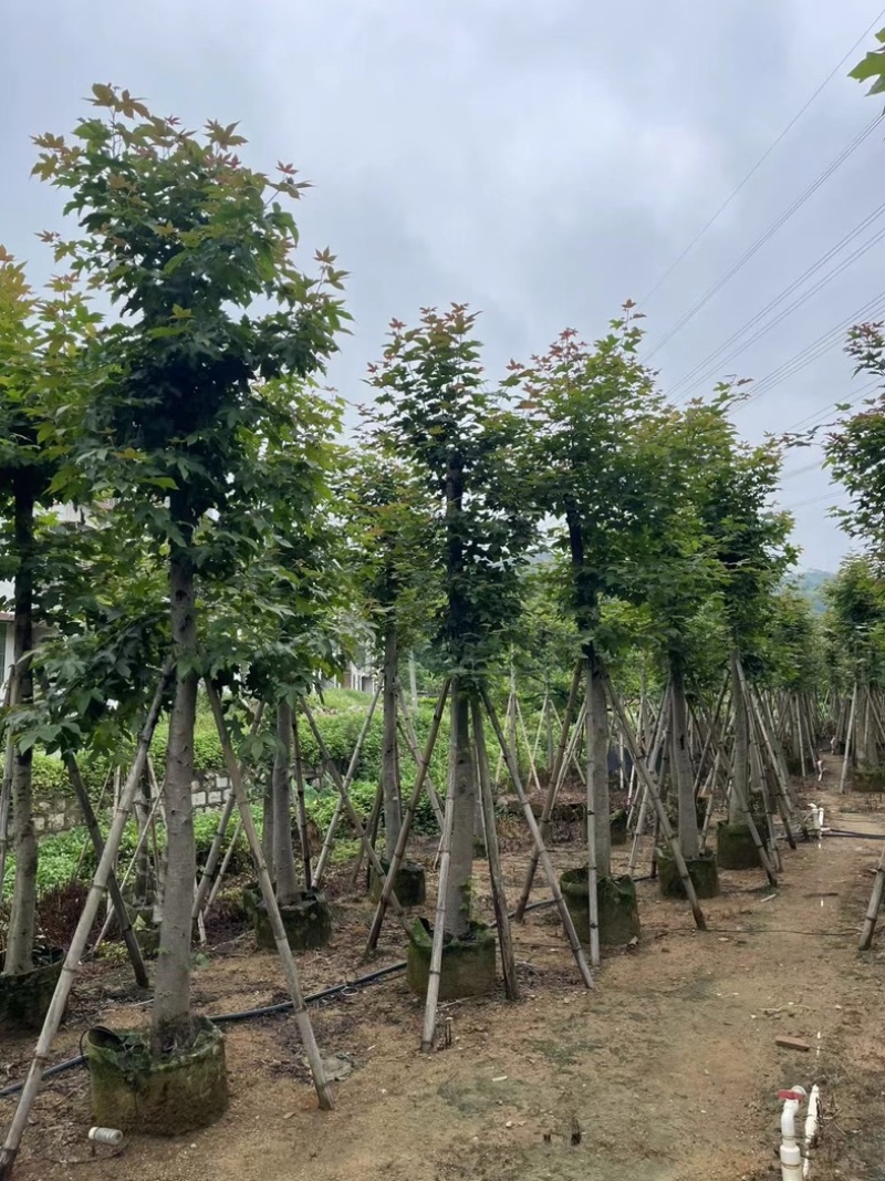 枫香树8～15公分基地直销规格齐全欢迎老板来电咨询