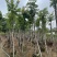 枫香树8～15公分基地直销规格齐全欢迎老板来电咨询