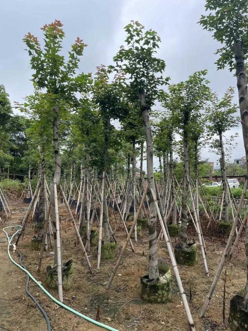 枫香树8～15公分基地直销规格齐全欢迎老板来电咨询