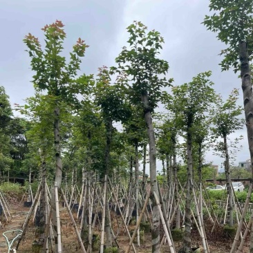 枫香树8～15公分基地直销规格齐全欢迎老板来电咨询