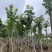枫香树8～15公分基地直销规格齐全欢迎老板来电咨询