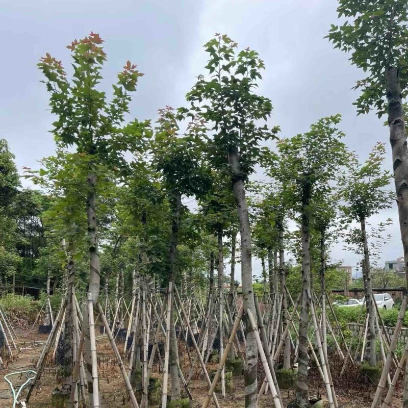 枫香树8～15公分基地直销规格齐全欢迎老板来电咨询