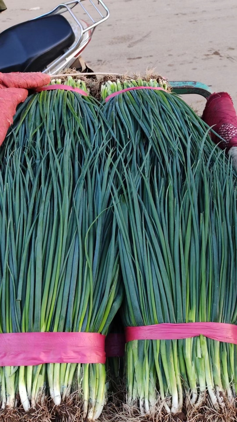 【推荐】精品刚葱产地直发一手货源品质保证量大优惠