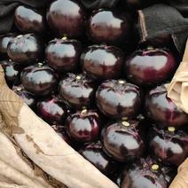 河北精品紫茄子圆茄产地直供品质保证全国发货