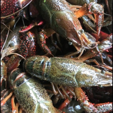 江苏鲜活小龙虾新鲜活虾中青红虾小龙虾30斤50斤批发