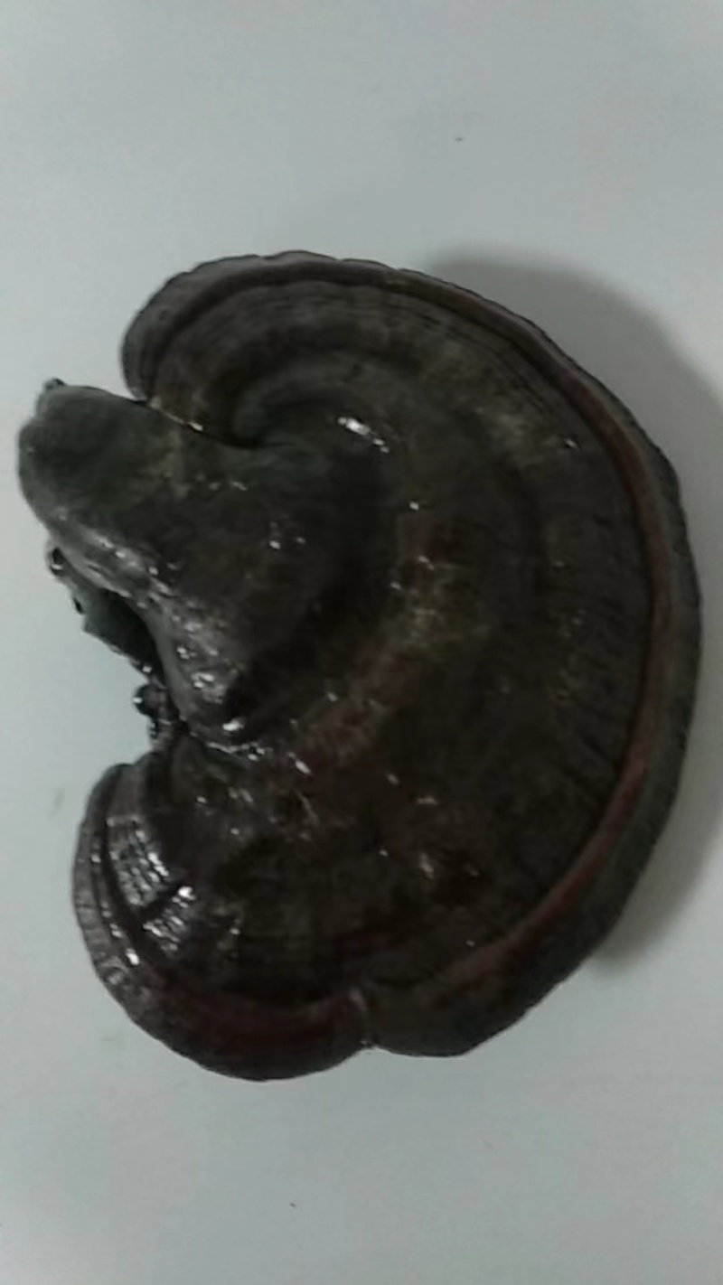 灵芝包邮