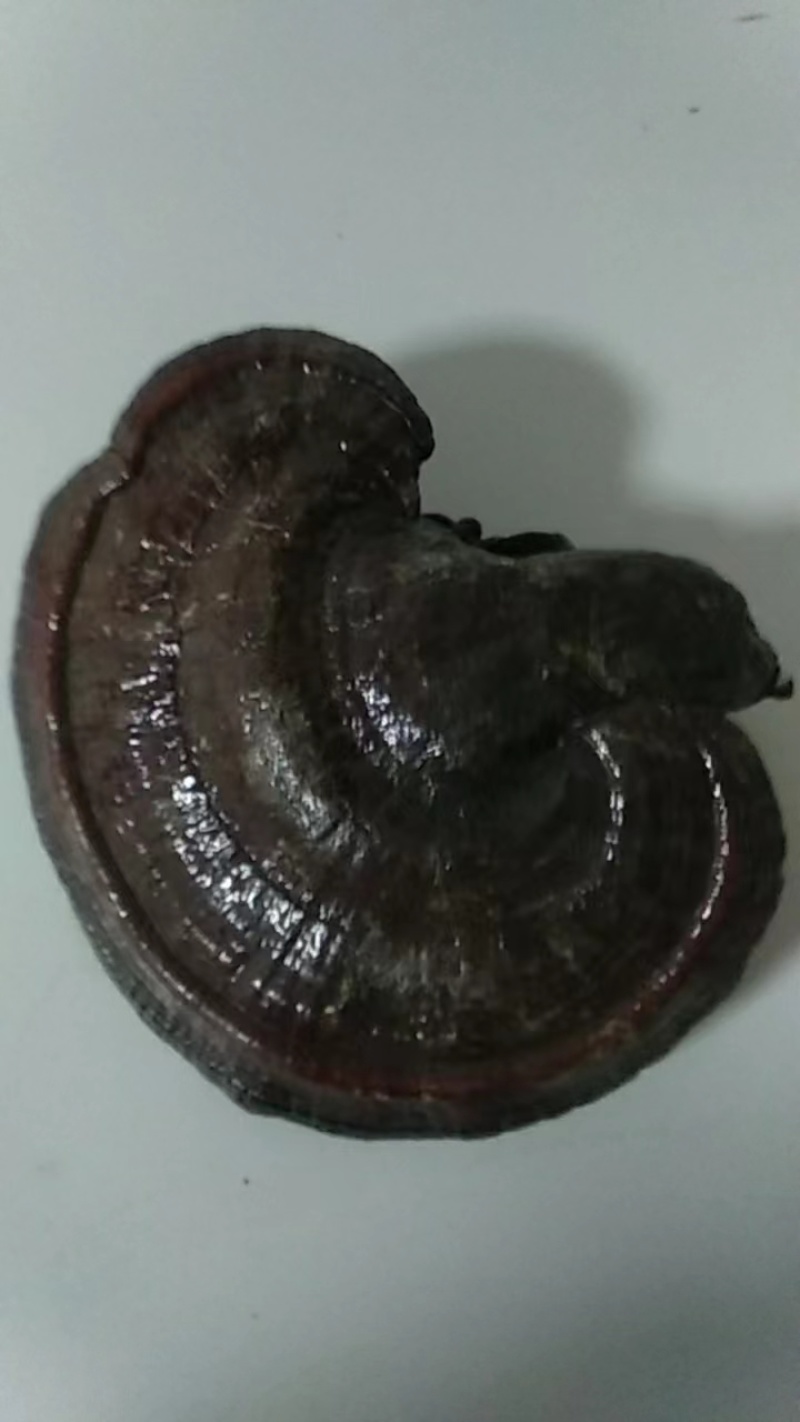 灵芝包邮