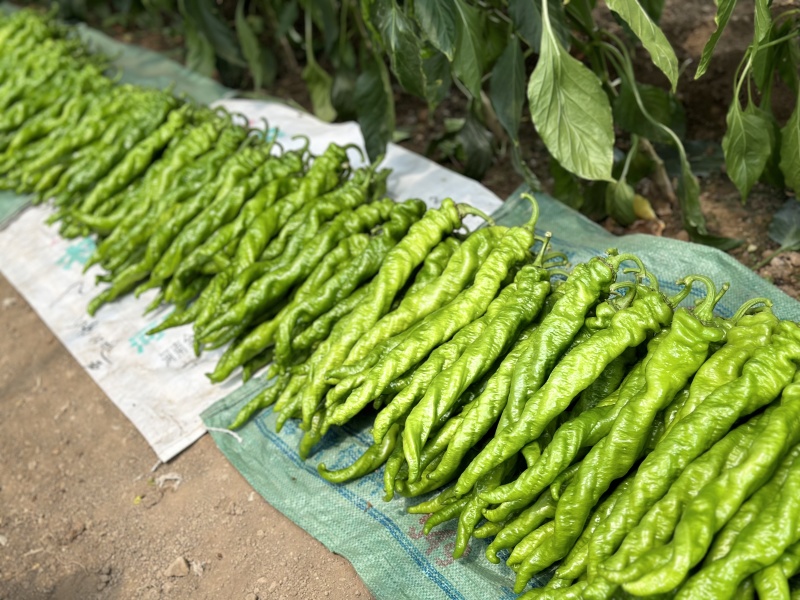 山东螺丝椒，兰陵精品茏椒，精品螺丝椒，代发全国，
