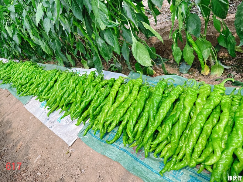 山东螺丝椒，兰陵精品茏椒，精品螺丝椒，代发全国，