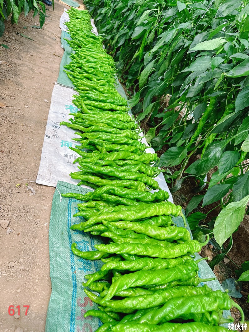 山东螺丝椒，兰陵精品茏椒，精品螺丝椒，代发全国，