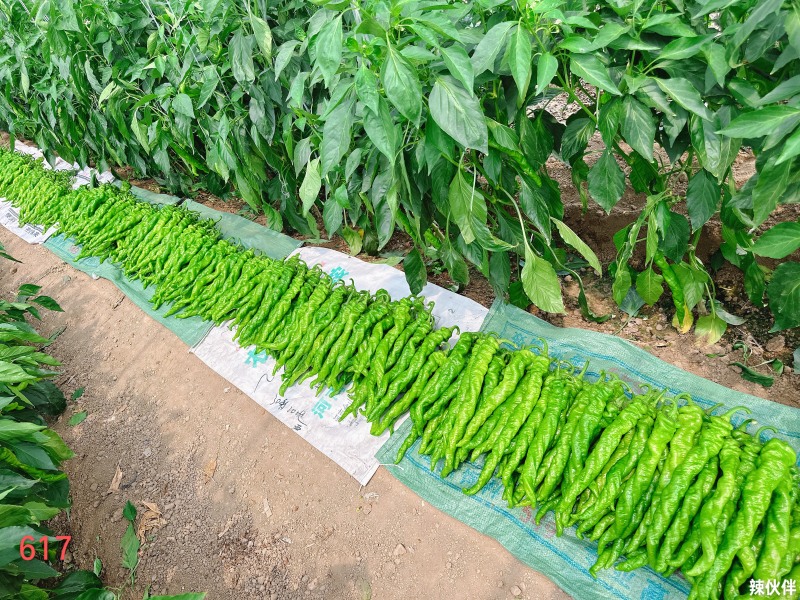 山东螺丝椒，兰陵精品茏椒，精品螺丝椒，代发全国，