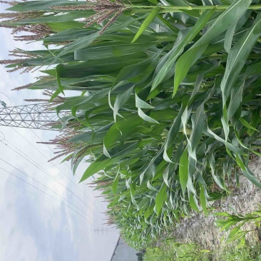 158甜糯玉米
