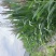 158甜糯玉米