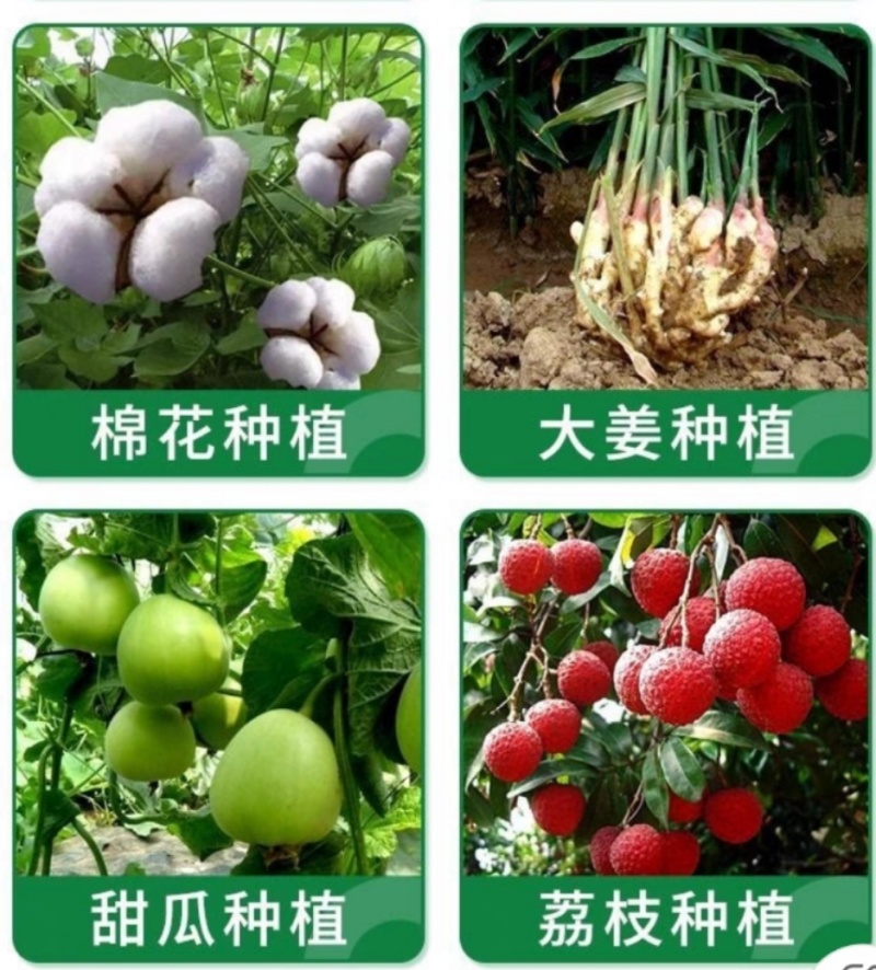 植物生根诱导素生根壮苗水溶肥果树花卉提苗壮根