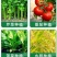 植物生根诱导素生根壮苗水溶肥果树花卉提苗壮根