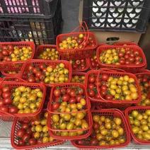 本地农场小番茄
