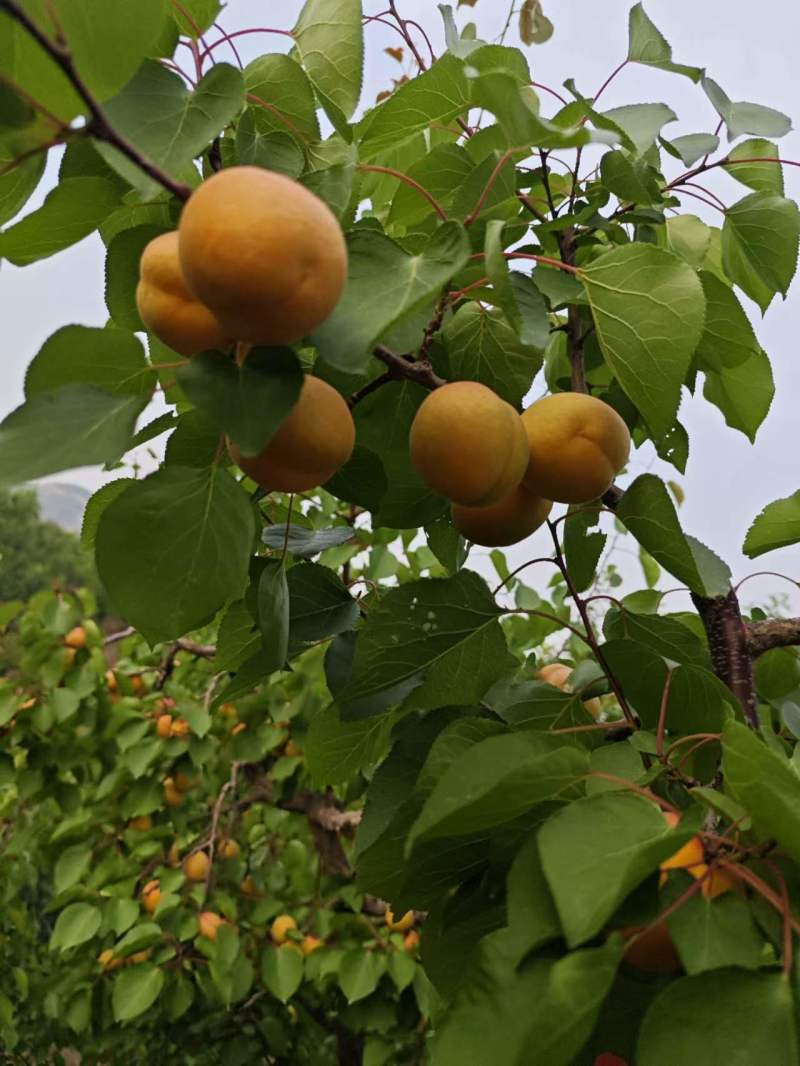 山地芒种黄杏，纯甜无酸，果面鲜亮，耐运输量大优惠