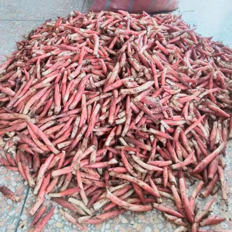 阳荷