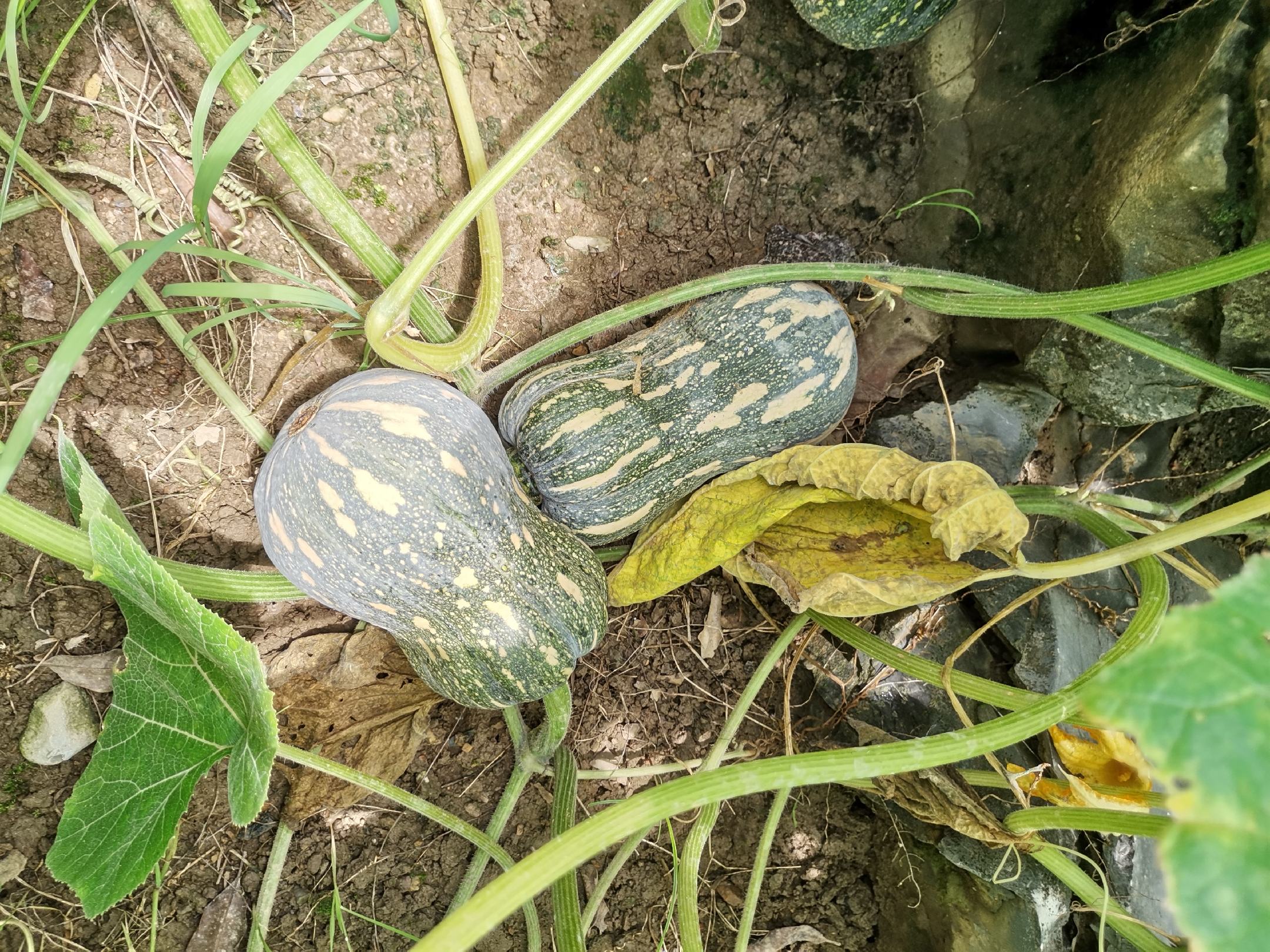 南瓜田地中的花朵分布图