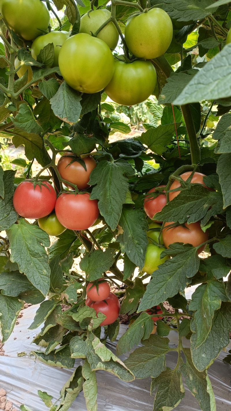 曲靖自家基地种植粉果西红柿现货上市，需要的老板联系我吧