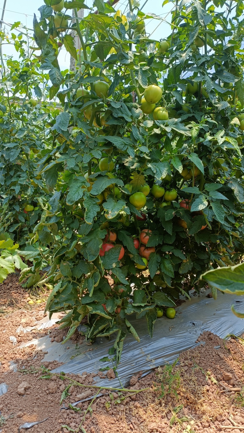 曲靖自家基地种植粉果西红柿现货上市，需要的老板联系我吧
