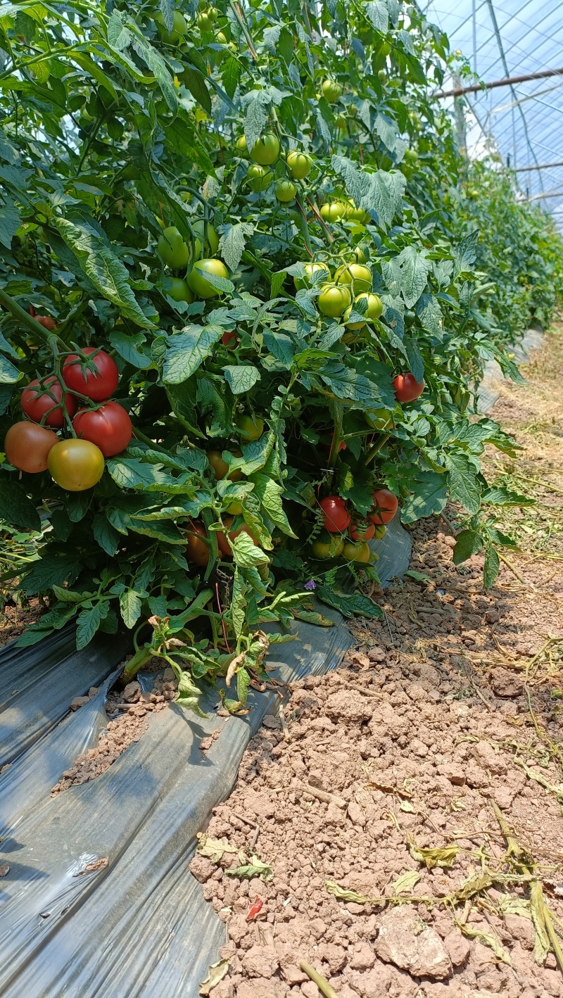 曲靖自家基地种植粉果西红柿现货上市，需要的老板联系我吧