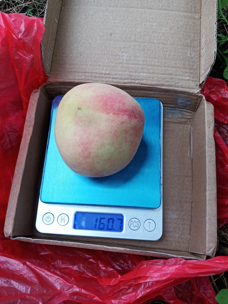 突围桃子