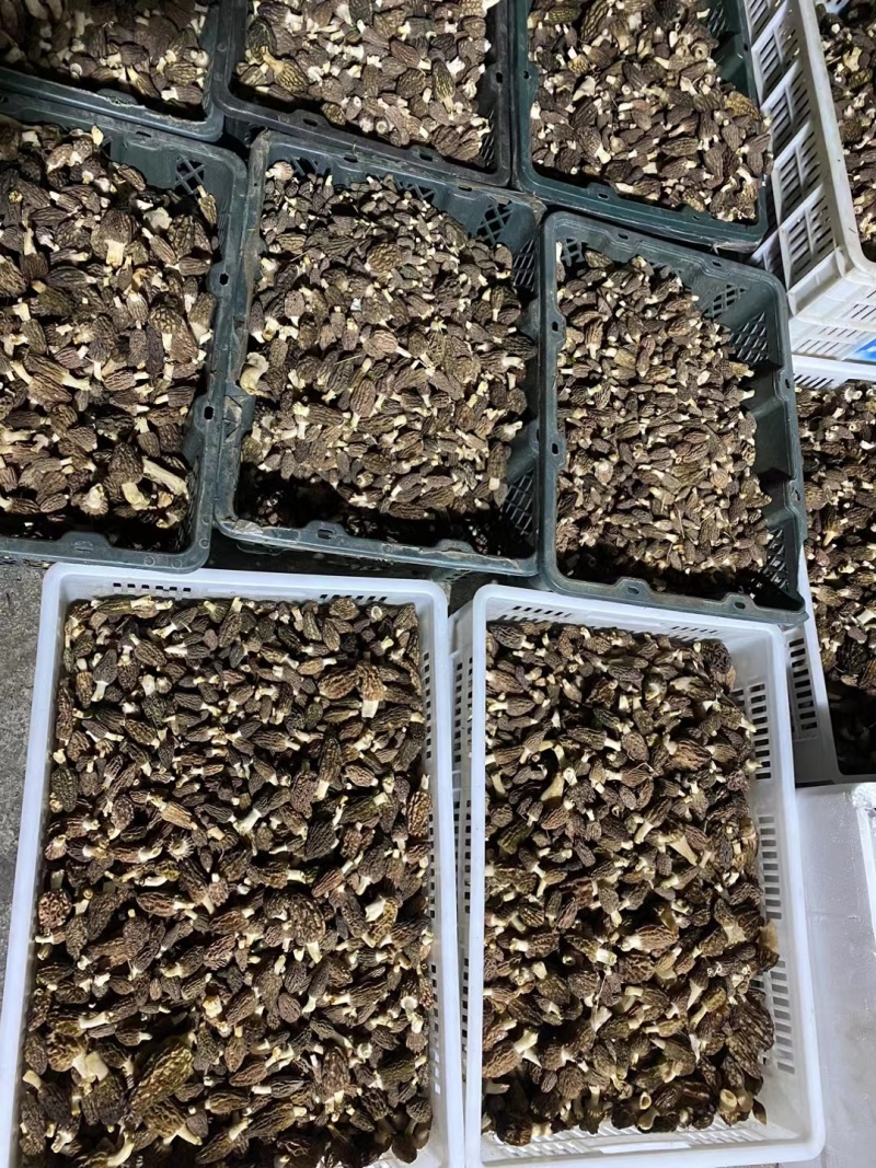 野生羊肚菌