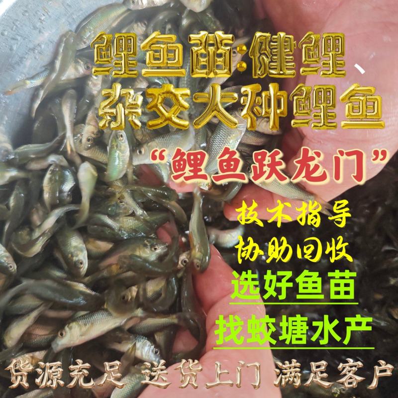 杂交大种鲤鱼苗建鲤鱼苗抗逆性强耐寒耐缺氧筛好发货