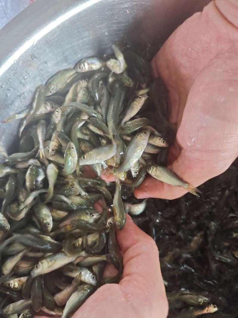 杂交大种鲤鱼苗建鲤鱼苗抗逆性强耐寒耐缺氧筛好发货