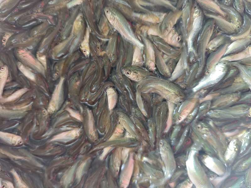 杂交大种鲤鱼苗建鲤鱼苗抗逆性强耐寒耐缺氧筛好发货