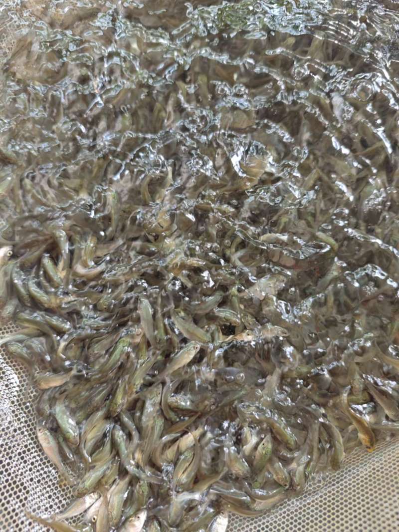 杂交大种鲤鱼苗建鲤鱼苗抗逆性强耐寒耐缺氧筛好发货
