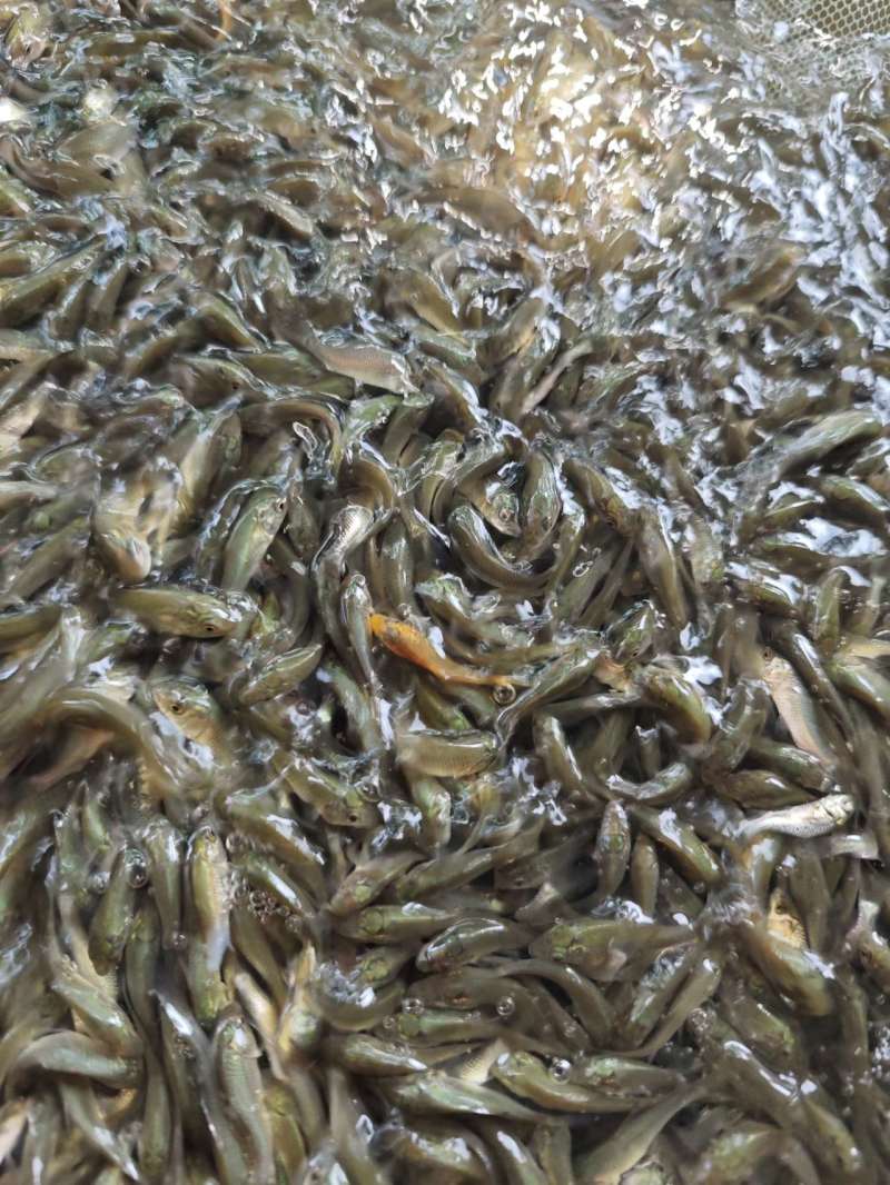 杂交大种鲤鱼苗建鲤鱼苗抗逆性强耐寒耐缺氧筛好发货