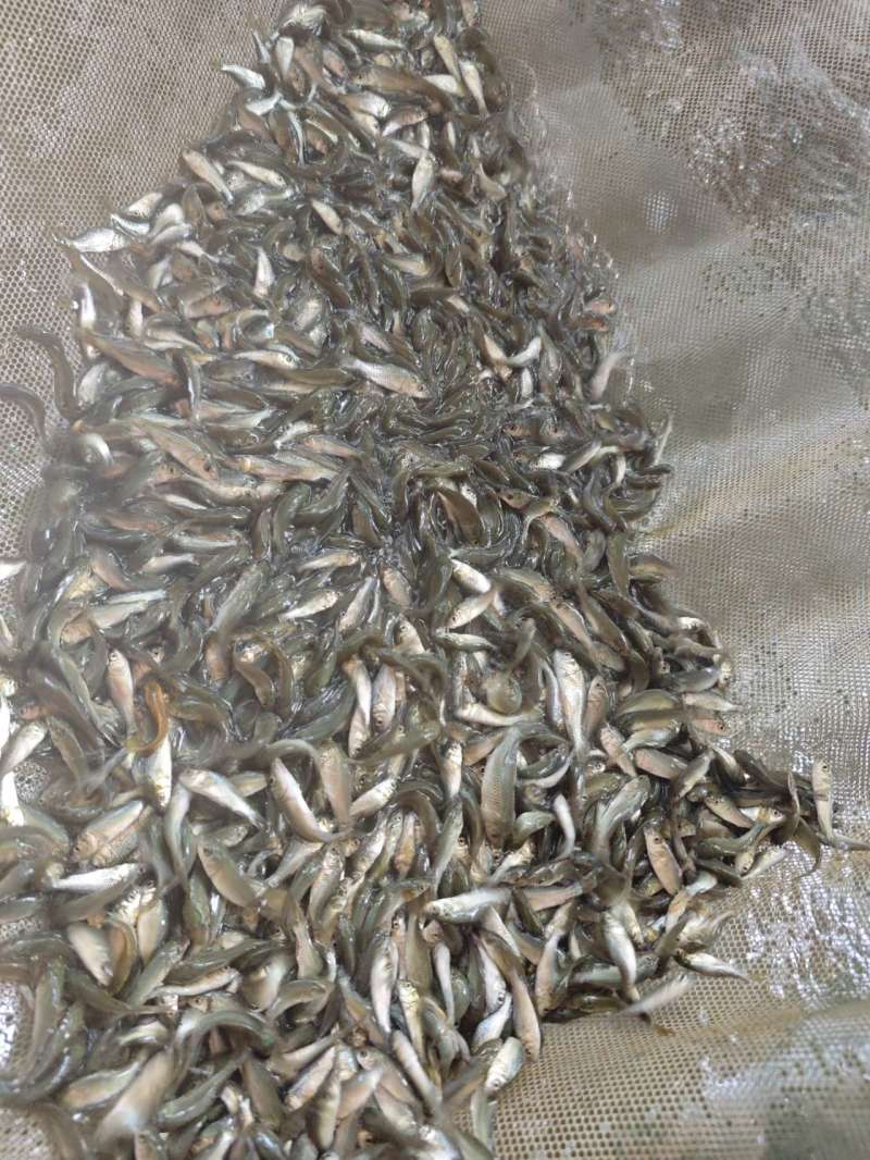杂交大种鲤鱼苗建鲤鱼苗抗逆性强耐寒耐缺氧筛好发货