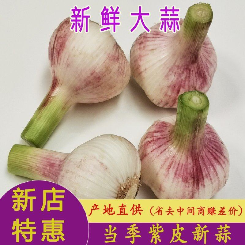 大蒜新鲜临沂大蒜头红皮干蒜诚信经营一手货源供批发市场