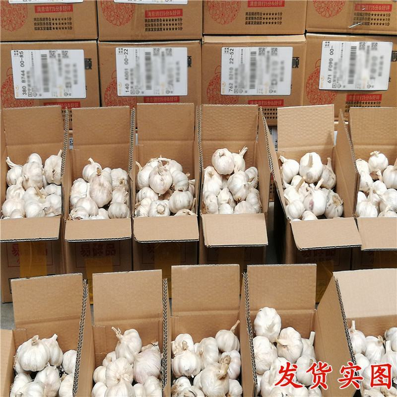 大蒜新鲜临沂大蒜头红皮干蒜诚信经营一手货源供批发市场