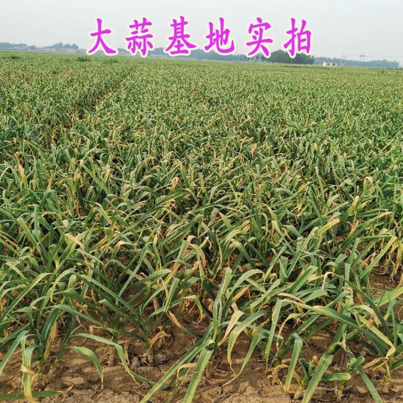 大蒜新鲜临沂大蒜头红皮干蒜诚信经营一手货源供批发市场