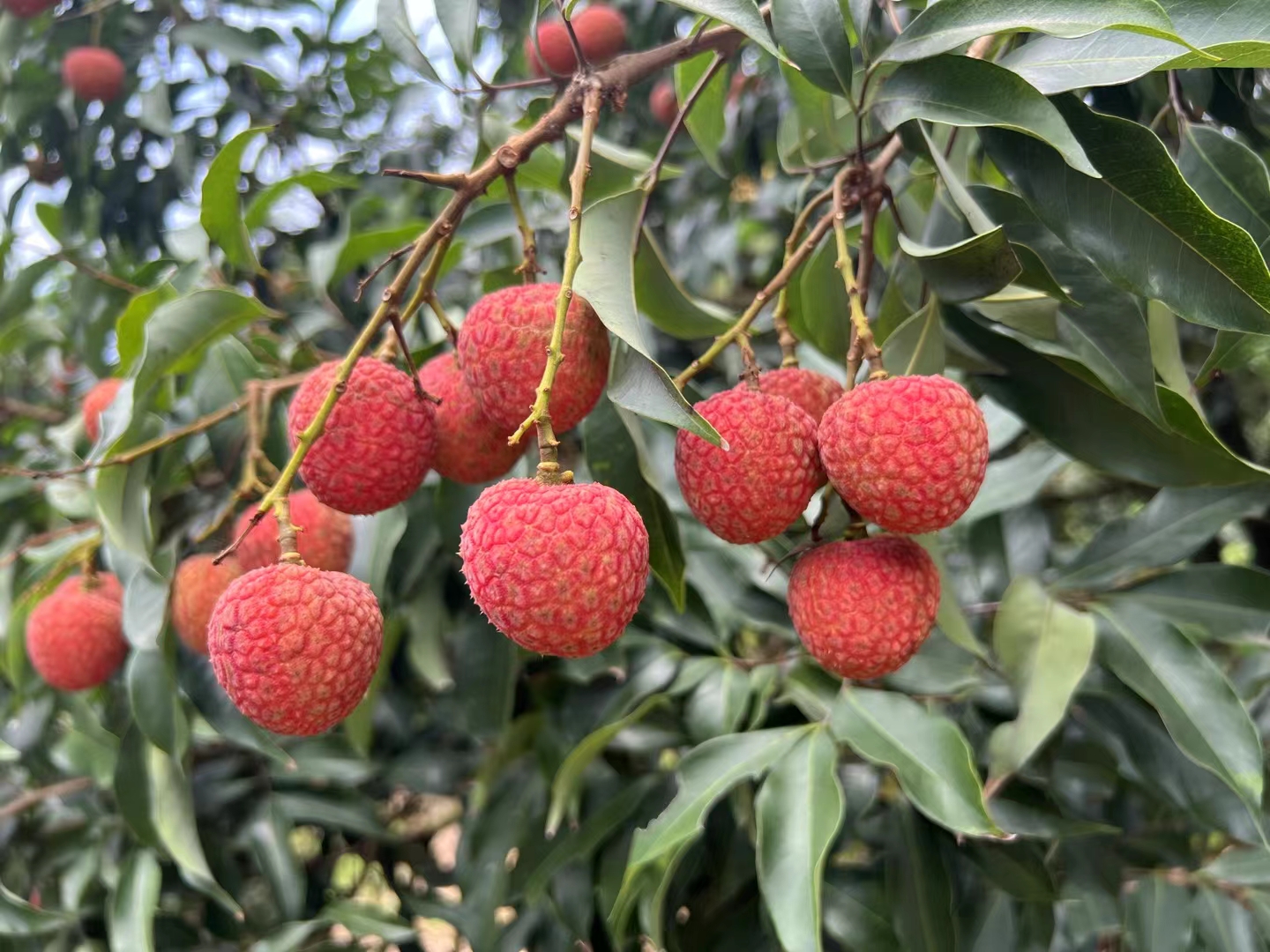 白糖罂荔枝果园航拍图