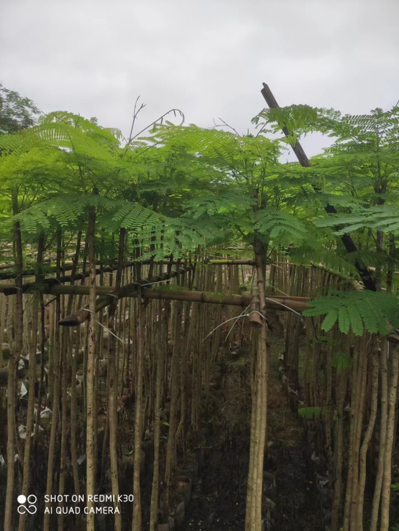 凤凰树/红花楹2～10公分基地直销规格齐全欢迎来电