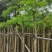 凤凰树/红花楹2～10公分基地直销规格齐全欢迎来电