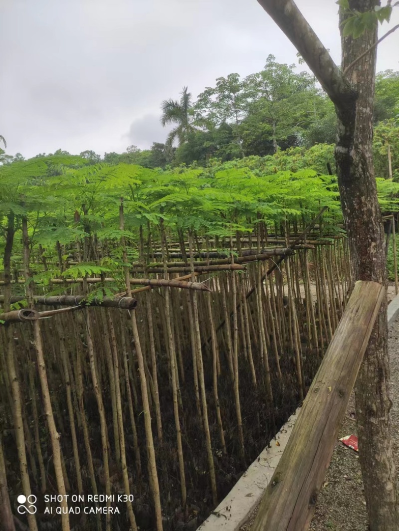 凤凰树/红花楹2～10公分基地直销规格齐全欢迎来电