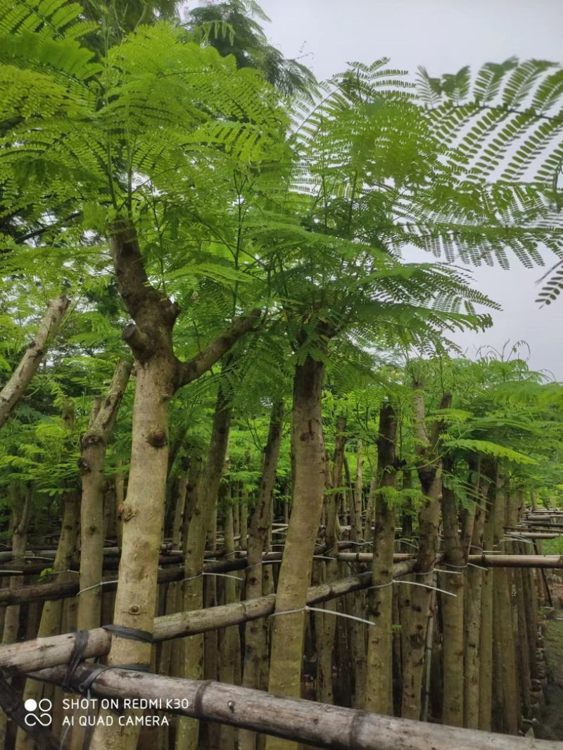 凤凰树/红花楹2～10公分基地直销规格齐全欢迎来电