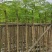凤凰树/红花楹2～10公分基地直销规格齐全欢迎来电